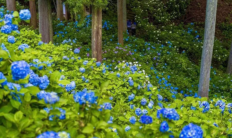 高林寺