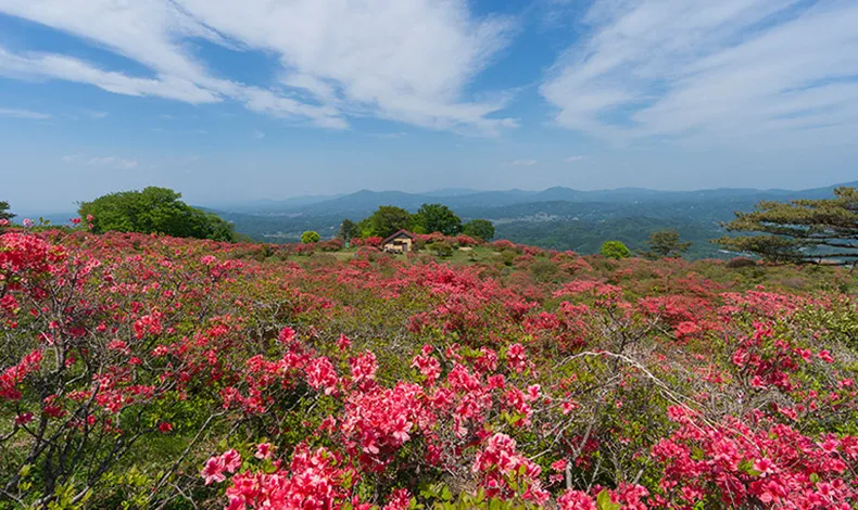 高柴山