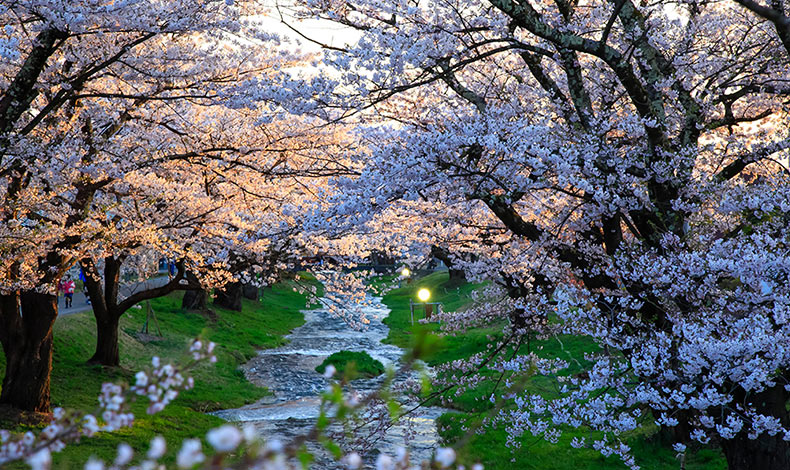 觀音寺川櫻並木